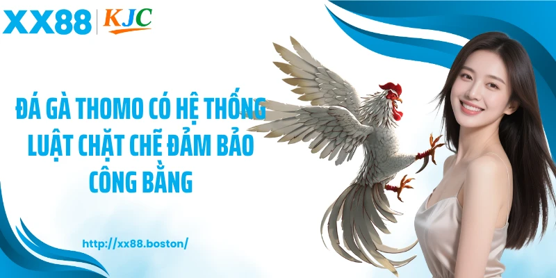 Đá gà thomo có hệ thống luật chặt chẽ đảm bảo công bằng