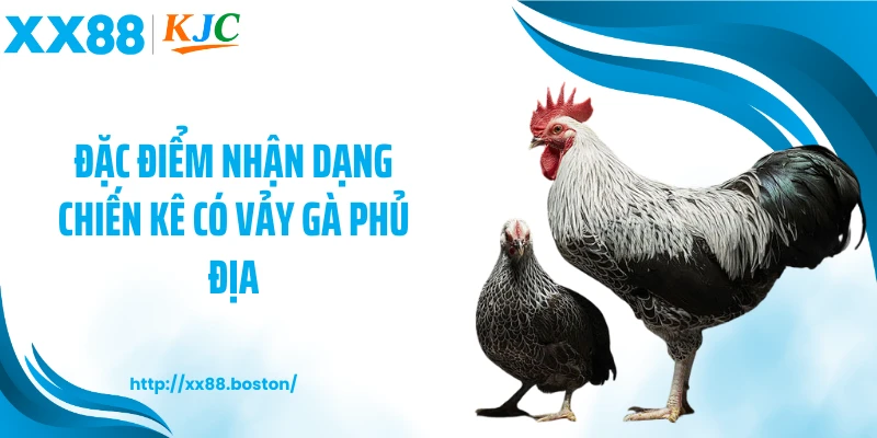 Đặc điểm nhận dạng chiến kê có vảy gà phủ địa