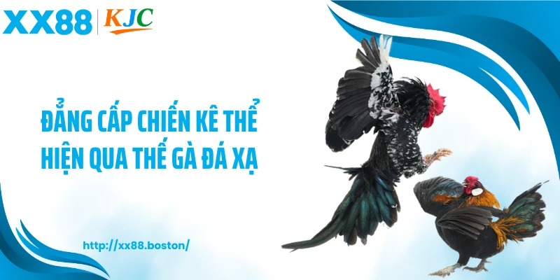 Đẳng cấp chiến kê thể hiện qua thế gà đá xạ