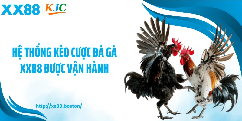 Hệ thống kèo cược đá gà XX88 được vận hành