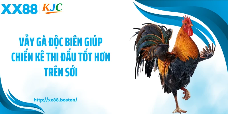 Vảy gà độc biên giúp chiến kê thi đấu tốt hơn trên sới